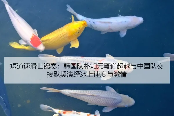 短道速滑世锦赛：韩国队朴知元弯道超越与中国队交接默契演绎冰上速度与激情